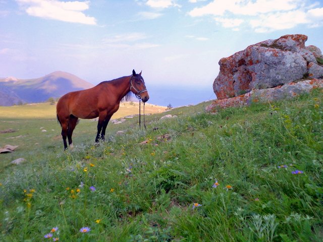 Одинокая лошадь