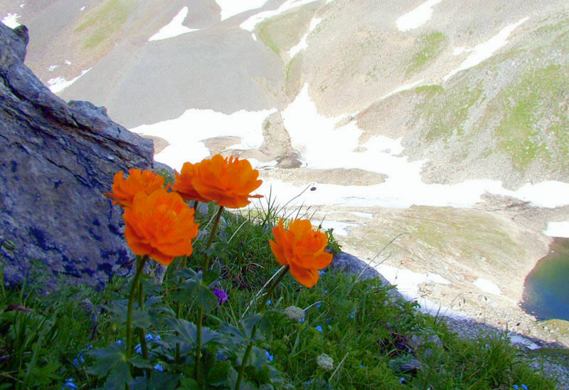 цветы в долине вулканов