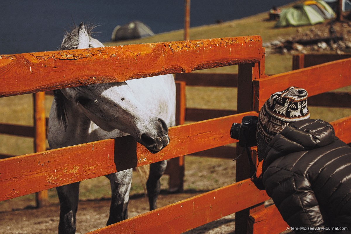 Как фотографировать лошадей