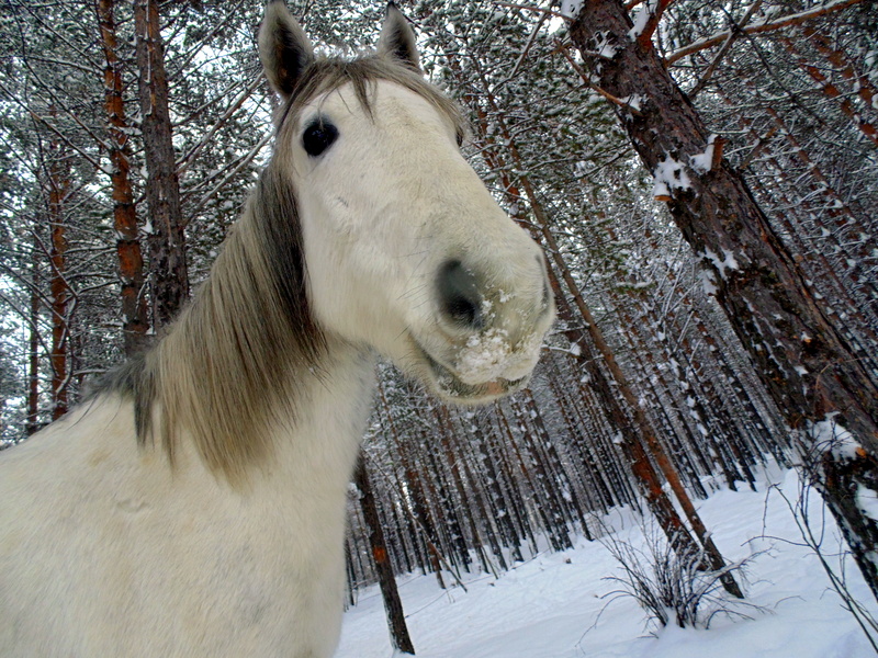 Продажа лошадей иркутский. Иркутская лошадь. Лошадь анфас. Лошади в Иркутской области. Топ 10 красивых коней Иркутской области.