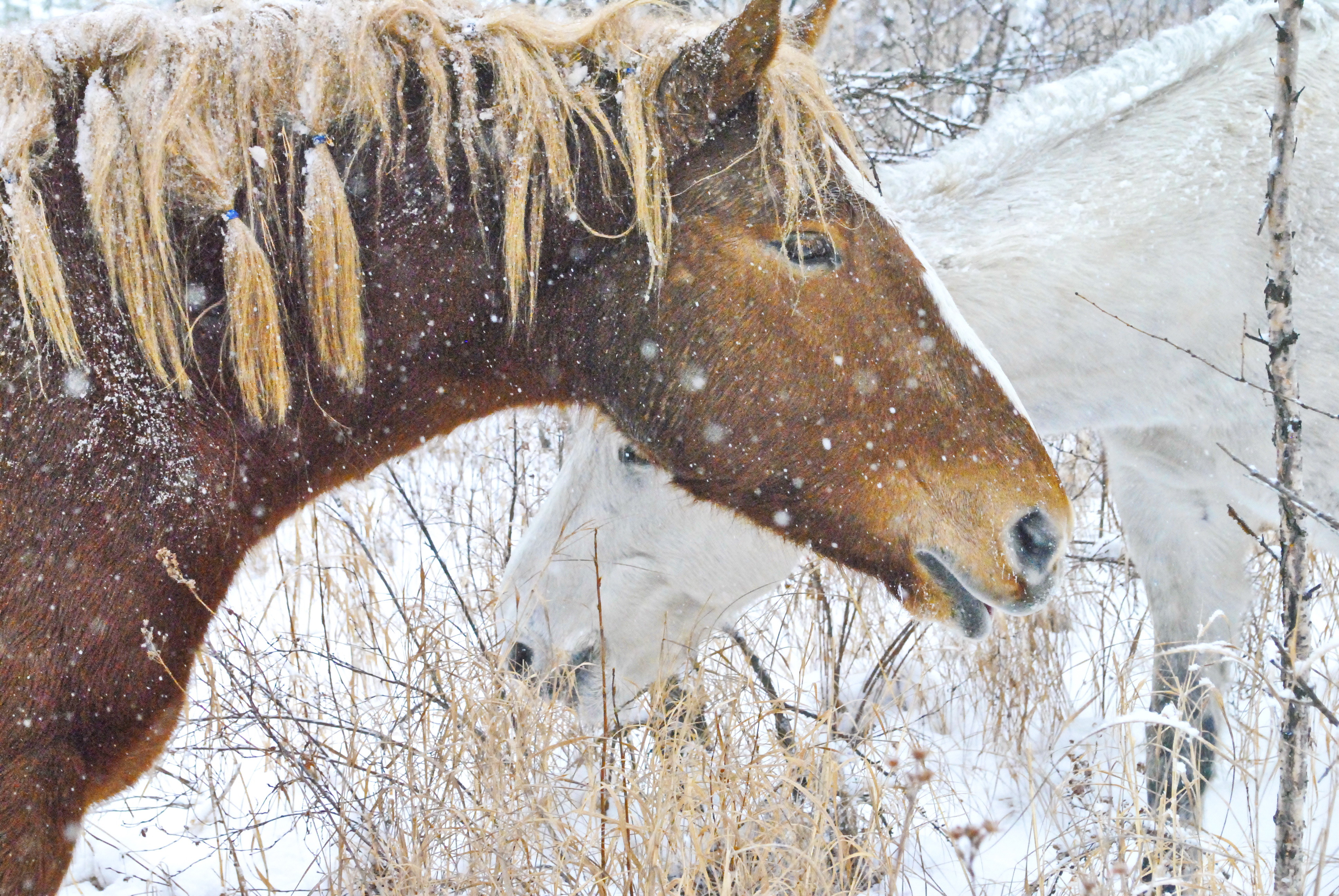 Зимняя лошадь. Лошадь ест зимой. Сельский туризм лошади зима. Вымершая сайгако-лошадь.