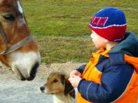собака, лошадь и ребёнок