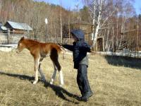 лошадь лягнула ребёнка
